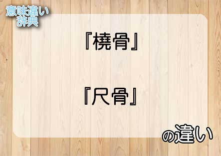 『橈骨』と『尺骨』の意味の違いは？例文と使い方を解説